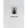 Cotton t-shirt with Stencil print