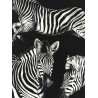 Zebra print scarf